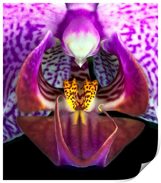 Orchid Flower Print by Karl Oparka
