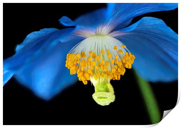 Meconopsis Flower Print by Karl Oparka