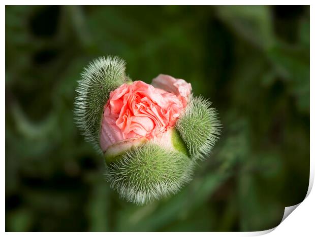 Poppy Bud Print by Karl Oparka