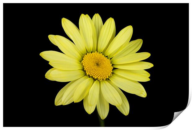 Yellow Flower Print by Karl Oparka