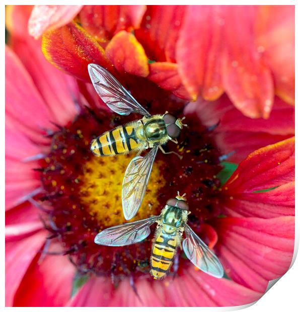 Hoverflies pollinating a red flower Print by Karl Oparka