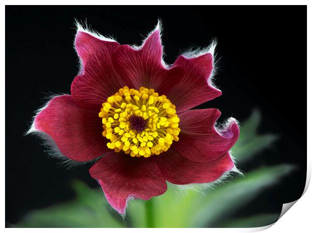 Pulsatilla flower Print by Karl Oparka