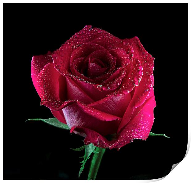 A red rose with water droplets on the petals Print by Karl Oparka