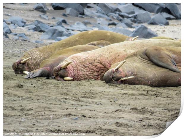 Walrus in a line Print by Tiphanie May