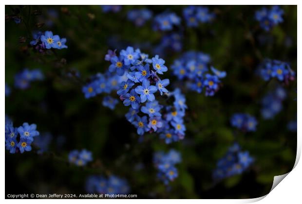 Forget-Me-Not Print by Dean Jeffery