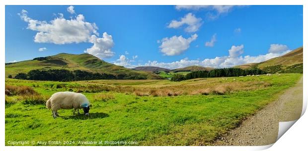 Sheep in a field in Scottish Mountains Print by Amy Smith