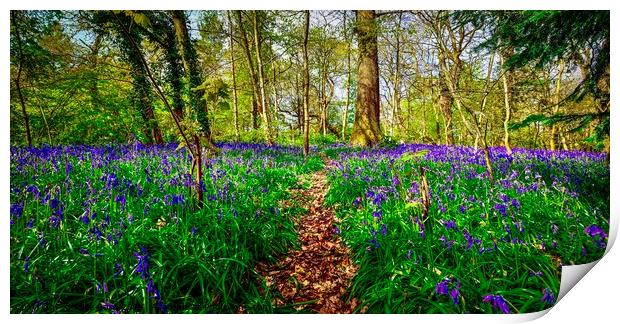 English Bluebell Wood Path Print by Alice Rose