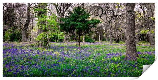 Bluebells in Atmospheric Bluebell Woods Panorama  Print by Alice Rose