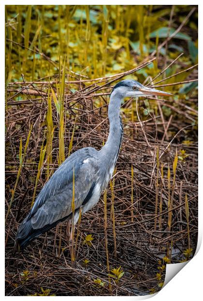 Morning Heron  Print by Steven Kirsop