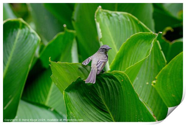Bird relaxing on the leafs Print by Rene Kluge