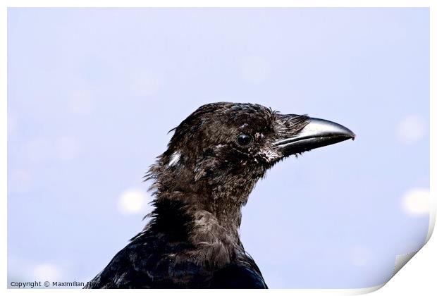 Close-Up Portrait of a Carrion Crow Print by Maximilian Newmark