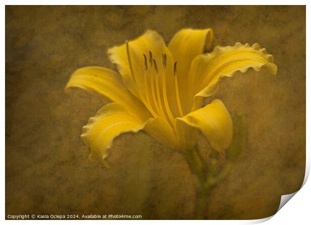 Daylily flower with fine art edit Print by Kasia Ociepa