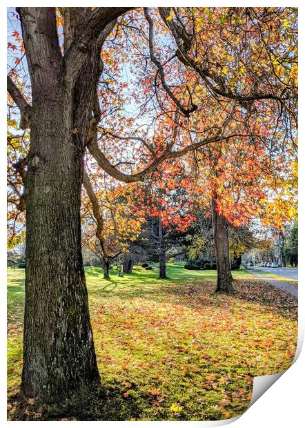 Fall leaves and trees in park Print by Robert Galvin-Oliphant