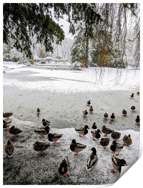 Ducks at a frozen and snowy park pond Print by Robert Galvin-Oliphant