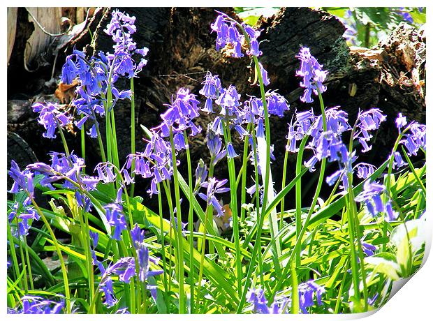Just Bluebells Print by val butcher