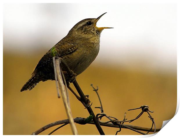 Wren Print by val butcher