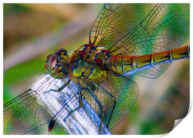 Dragonfly Close-up Print by val butcher