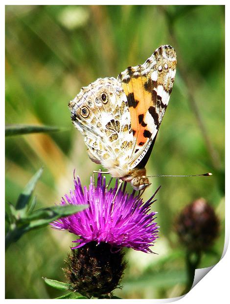 Painted Lady Butterfly Print by val butcher