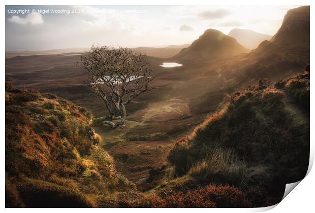 Lone Tree at the Quiraing Print by Nigel Wooding