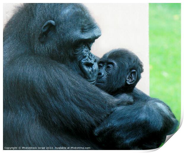 Female Gorilla and baby  Print by PhotoStock Israel