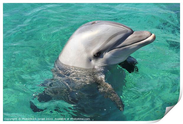 Eilat, Dolphin Reef Beach, Print by PhotoStock Israel