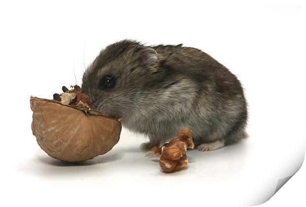 Hamster Print by PhotoStock Israel