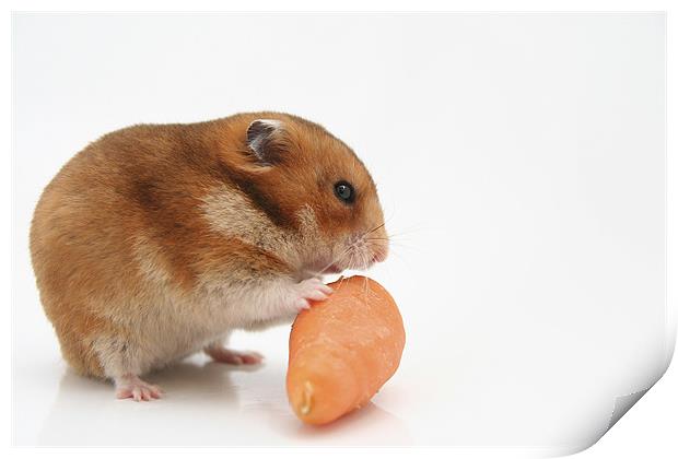 curious hamster Print by PhotoStock Israel