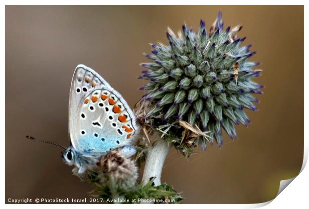 butterfly on a Echinops adenocaulon Print by PhotoStock Israel