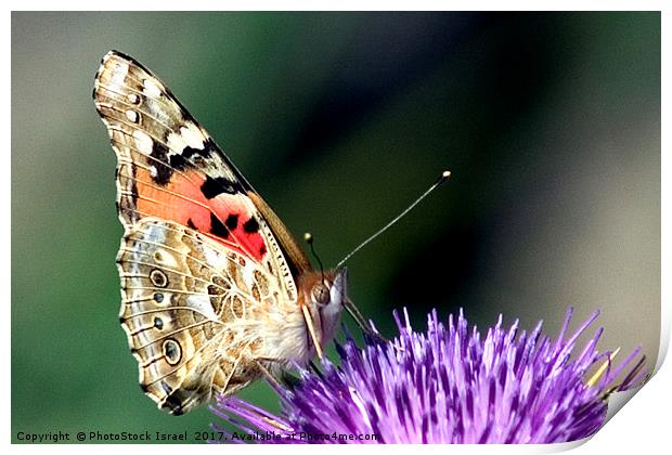 butterfly on a Silybum marianum Print by PhotoStock Israel