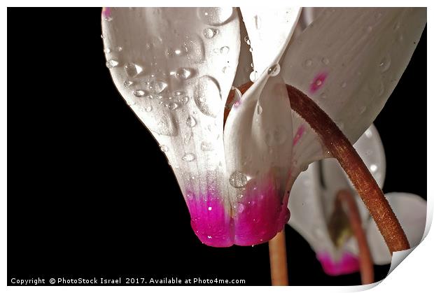 close up of a Persian Violet Cyclamen persicum Print by PhotoStock Israel