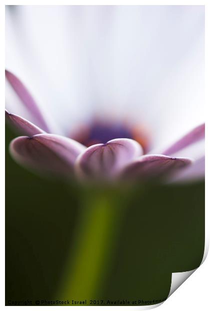 white Daisy Osteospermum Print by PhotoStock Israel