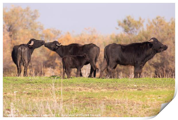 A herd of wild Water Buffaloes Print by PhotoStock Israel