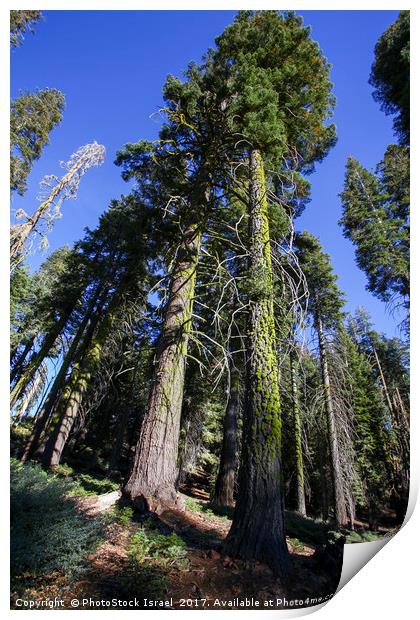 Giant Sequoia (Redwood) trees  Print by PhotoStock Israel
