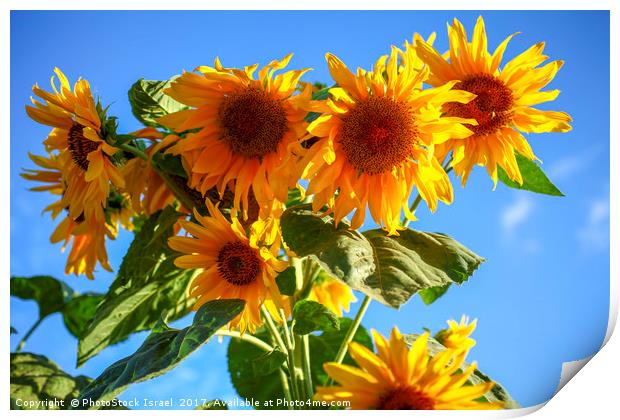 A field of sunflowers  Print by PhotoStock Israel