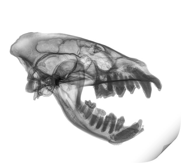 X-ray of a skull of an Hyaena  Print by PhotoStock Israel