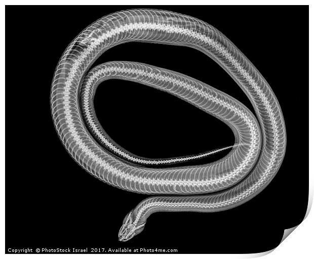 Snake under x-ray Print by PhotoStock Israel