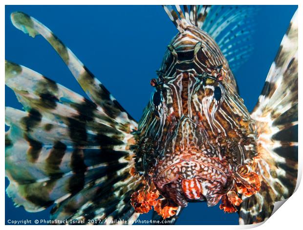 Common Lionfish or devil firefish (Pterois miles)  Print by PhotoStock Israel