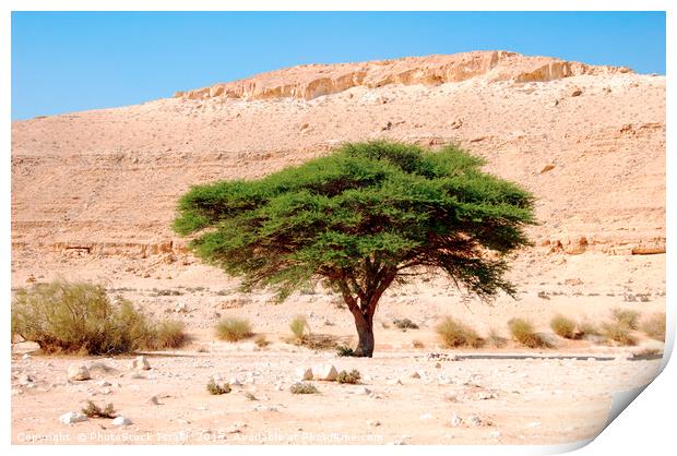Umbrella Thorn Acacia Acacia tortilis, Negev Israe Print by PhotoStock Israel