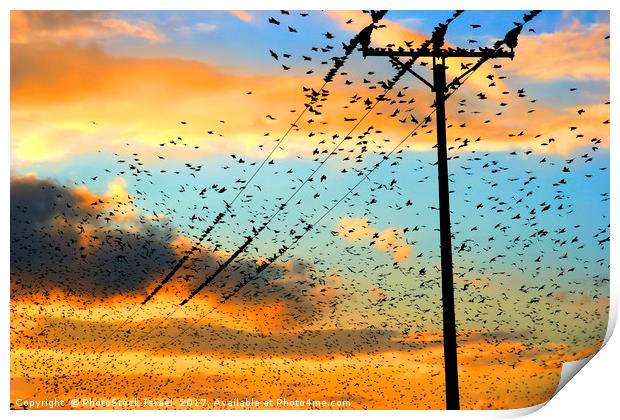 flock of birds at sunset  Print by PhotoStock Israel