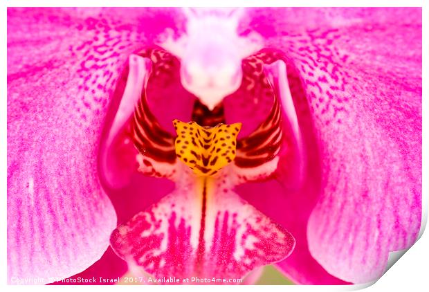 Purple Orchid Print by PhotoStock Israel