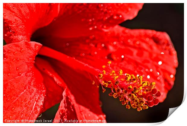 Close up of a red Hibiscus Print by PhotoStock Israel