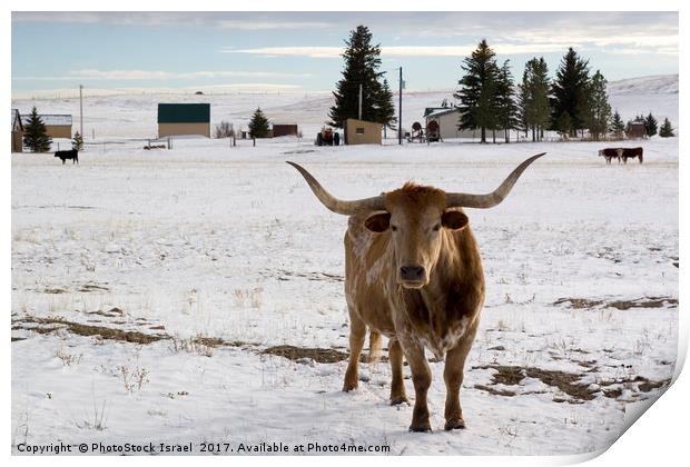 bull in the snow Wyoming WY USA Print by PhotoStock Israel