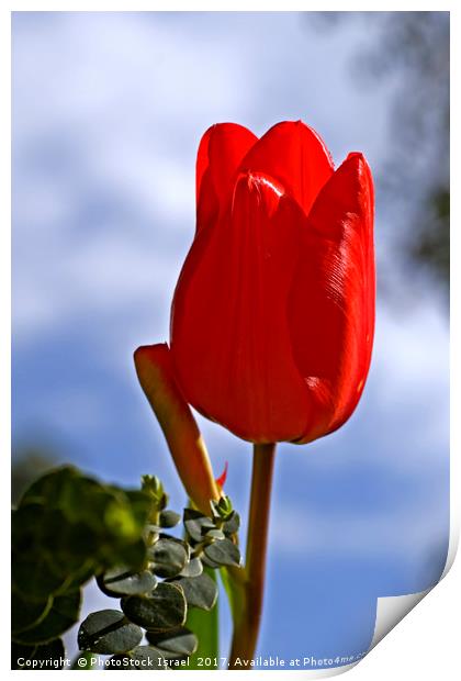 Red tulip growing in a garden Print by PhotoStock Israel