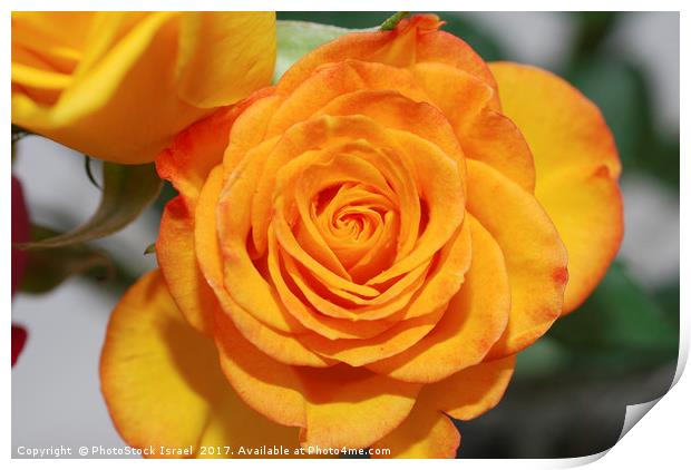 Yellow rose Print by PhotoStock Israel