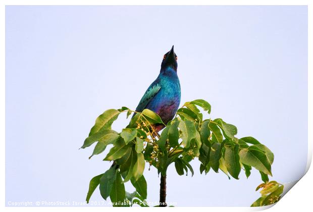 Greater Blue-eared Starling  Print by PhotoStock Israel