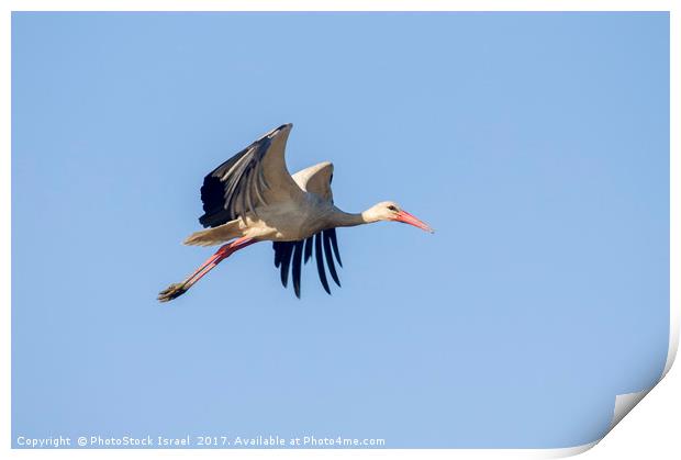 White Stork (Ciconia ciconia) Israel Print by PhotoStock Israel