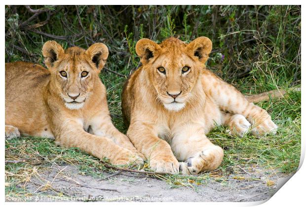 Lion cubs (Panthera leo)  Print by PhotoStock Israel