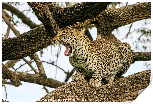 leopard (Panthera pardus) on a tree.  Print by PhotoStock Israel