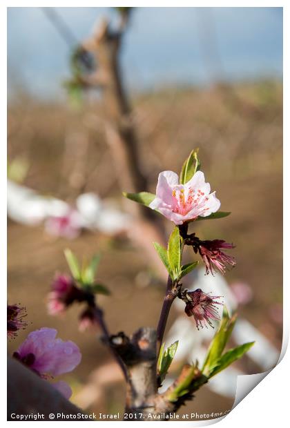 almond blossoms Print by PhotoStock Israel