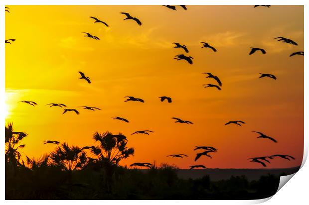 Africa, Kenya, birds at sunset Print by PhotoStock Israel